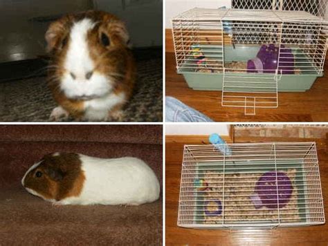 Free guinea pigs. . Guinea pigs for sale on craigslist